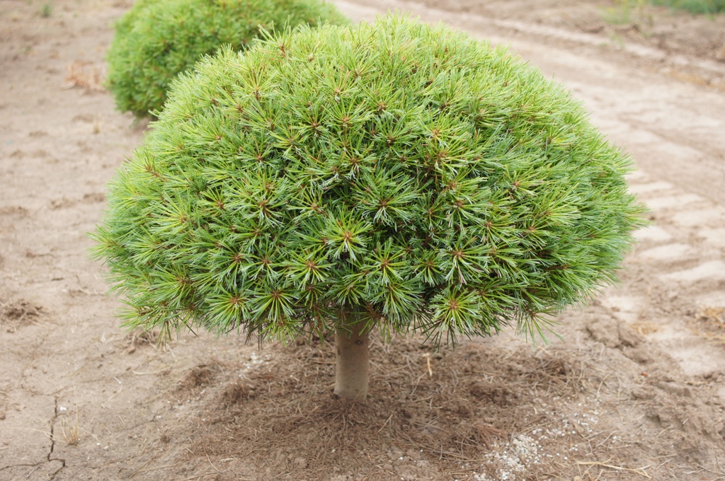 Представитель Семейства Pinaceae